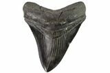 Serrated, Fossil Megalodon Tooth - Georgia #90768-1